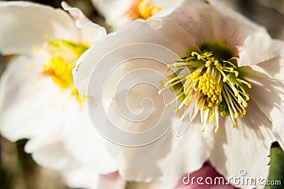 Some white hellebores in the wild Stock Photo