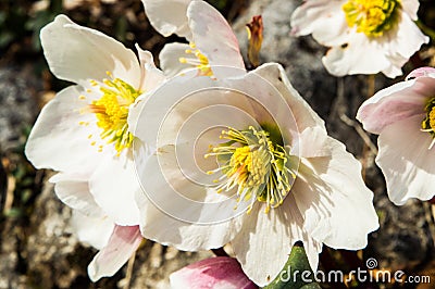 Some white hellebores in the wild Stock Photo