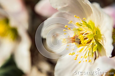 Some white hellebores in the wild Stock Photo