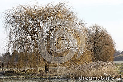Some willow trees and reed in Lower Austrian Weinviertel Stock Photo
