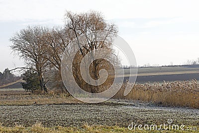 Some willow trees and reed in Lower Austrian Weinviertel Stock Photo