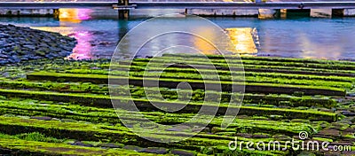 Wooden planks covered in moss, water landscape scenery, tranquil nature background Stock Photo