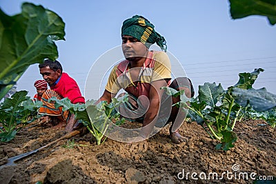 Some workers are clearing the weeds of their broccoli land in winter morning at Savar, Dhaka Editorial Stock Photo