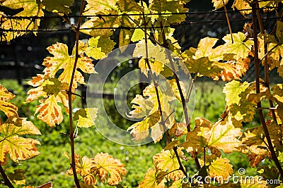 Yellow backlighted vine leaf in vineyard in the autumn Stock Photo