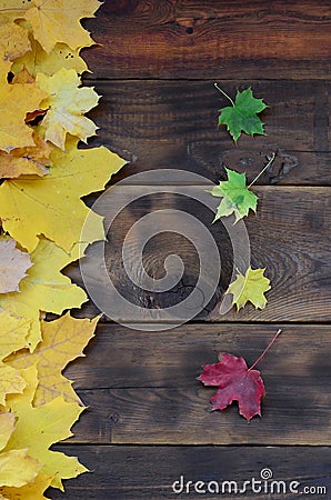 Some of the yellowing fallen autumn leaves of different colors on the background surface of natural wooden boards of dark brown c Stock Photo