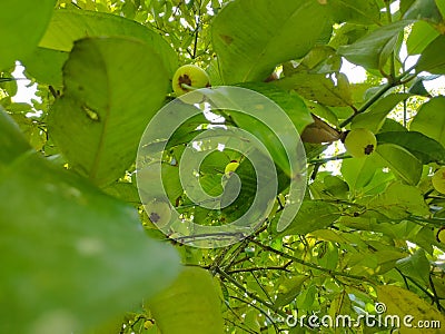some young green mangosteen fruit Stock Photo