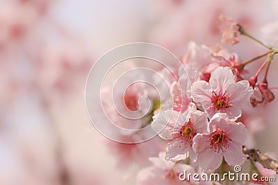 Close-up of Someiyoshino Cherry Blossom Sakura with blur background in spring. Stock Photo