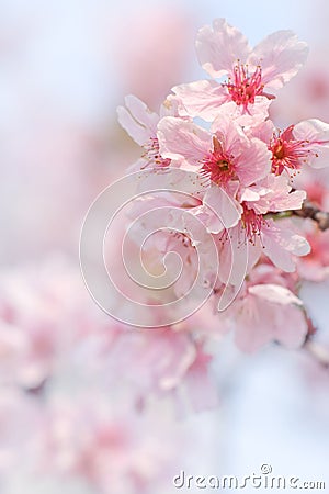 Close-up of Someiyoshino Cherry Blossom Sakura with blur background in spring. Stock Photo