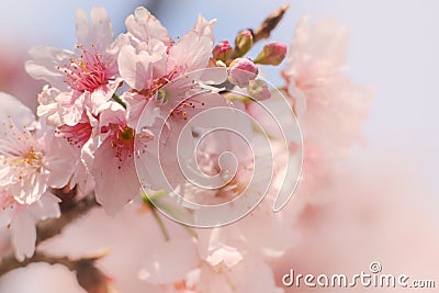 Close-up of Someiyoshino Cherry Blossom Sakura with blur background in spring. Stock Photo
