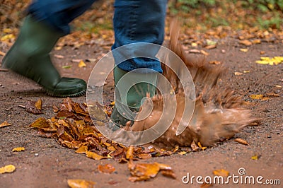 Someone walks through the forest with rubber boots and enters a puddle Stock Photo