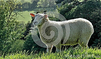 Somerset Sheep Stock Photo