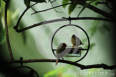 Finches in a Fairyland Garden Stock Photo