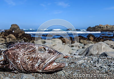 Somethings fishy. Stock Photo