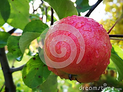 somewhat ripe apple on a branch with leaves. green background Stock Photo