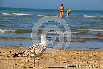 Somewhere, beyond the sea! (Dunkirk, France) Editorial Stock Photo