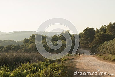 A rural scenery with goats, a rural road and trees Stock Photo