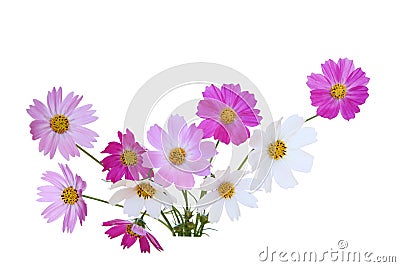 Sonata Cosmos Flower Stock Photo