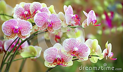 Sonata of Orchids Stock Photo