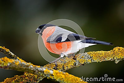 Sonf bird in green forest. Red songbird Bullfinch sitting on yellow lichen branch, Sumava, Czech republic. Wildlife scene from nat Stock Photo