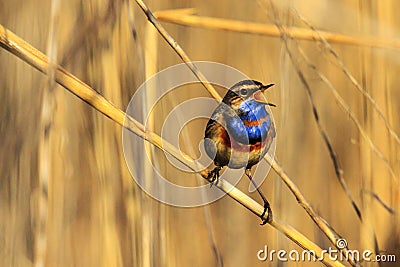 Song of a beautiful bird from thickets Stock Photo