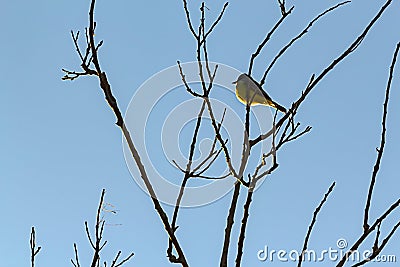 Song bird in silhouette perching on tree branch against blue sky Stock Photo