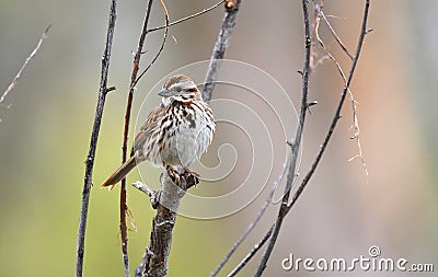Song Sparrow bird at Exner Marsh Nature Preserve, Illinois USA Stock Photo