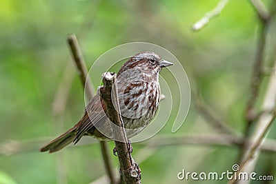 A song sparrow bird perched on a tree branch. Stock Photo