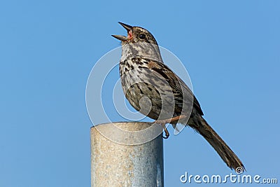 Song Sparrow bird singing Stock Photo