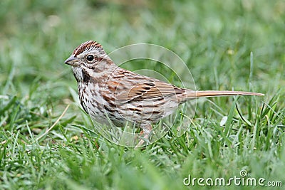 Song Sparrow (Melospiza melodia) Stock Photo