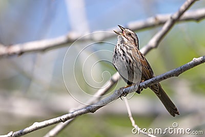 Song Sparrow Singing Stock Photo