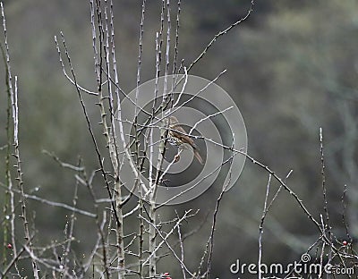 Song thrush on a branch Stock Photo