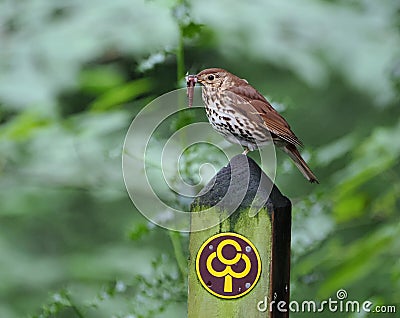 Song thrush eating worm while perching on footpath sign Stock Photo