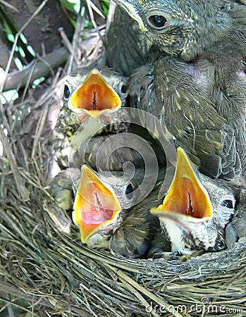 Song-thrush nestlings Stock Photo