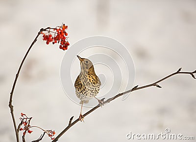 Song Thrush with Rowan berries Stock Photo