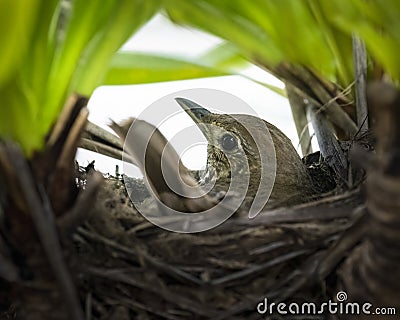 Song Thrush (Turdus philomelos) incubates her eggs in the nest Stock Photo