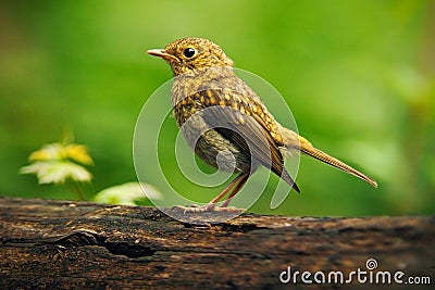 Song Thrush Turdus philomelos in the nature habitat. young bird sitting on the tree branch. Bird in the summer Hungary. Bird in th Stock Photo