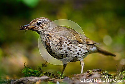 Song Thrush walking on a green background. Stock Photo