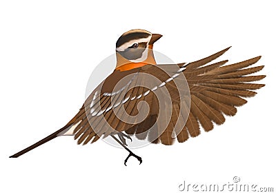 Songbird Grosbeak Stock Photo