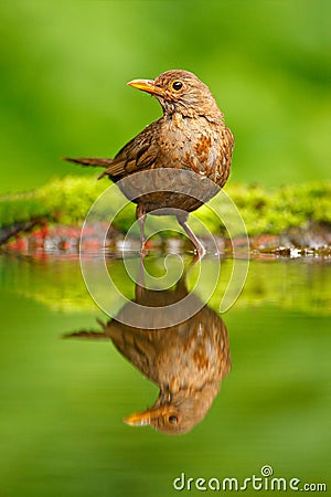 Songbird mirror water reflection. Grey brown song thrush Turdus philomelos, sitting in the water, nice lichen tree branch, bird in Stock Photo