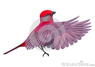 Songbird Tanager Stock Photo