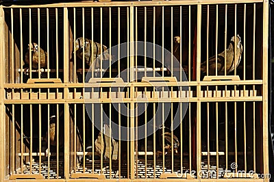 Songbirds in Cages Stock Photo