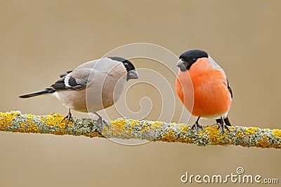 Songbirds, male and female. Red bird Bullfinch sitting on yellow lichen branch, Sumava, Czech republic. Wildlife scene from nature Stock Photo