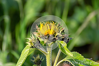 Sonnenblume im Feld Stock Photo