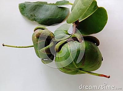 Sonneratia ovata is a mangrove tree in the family Lythraceae. Stock Photo