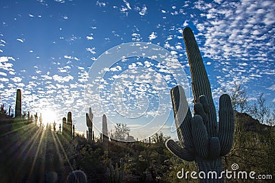 Arizona Sunset Over Sonoran Desert Landscape Stock Photo