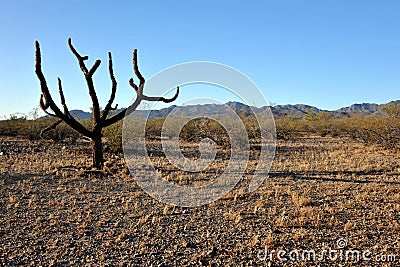 Sonoran Desert Stock Photo