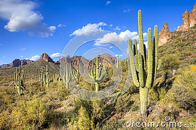 Sonoran Desert Stock Photo