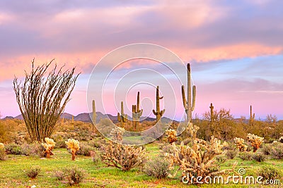 Sonoran Desert Stock Photo