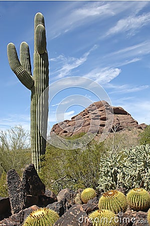 Sonoran Sentinel Stock Photo