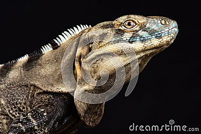 Sonoran Spiny- tailed Iguana Ctenosaura macrolopha Stock Photo